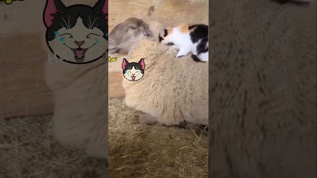 Cat and sheep dialogue🐏🐾🐈#shortvideo #sheep #animals #cat #funny смотреть онлайн
