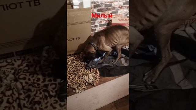 он ложится спать🥰 смотреть онлайн
