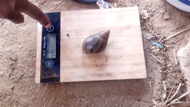 How much a mature snail weighs. Mature snail vs point of lay смотреть онлайн