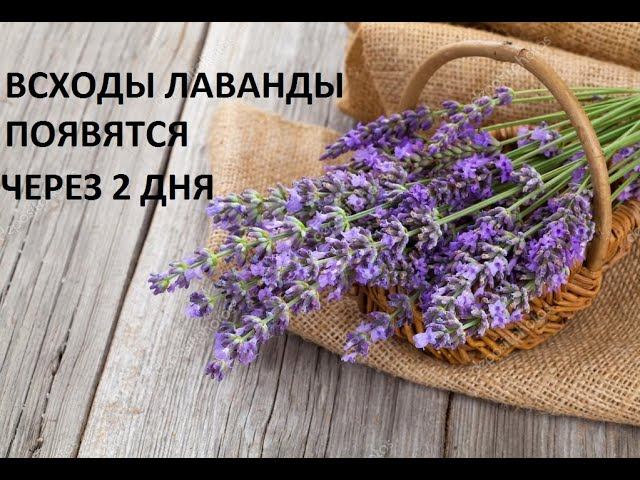 Как улучшить всхожесть лаванды. смотреть онлайн