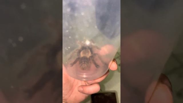 Cyriopagopus Schmidti смотреть онлайн