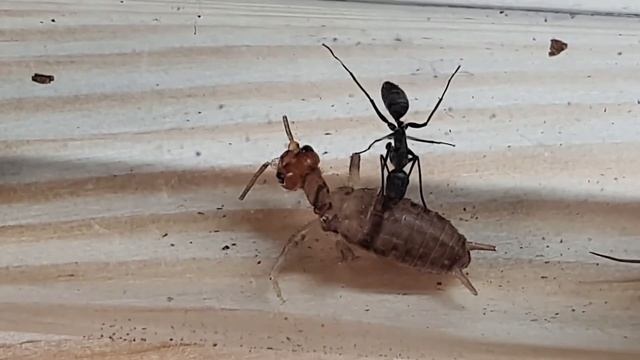 🐜 Camponotus auriventris & świerszcz смотреть онлайн