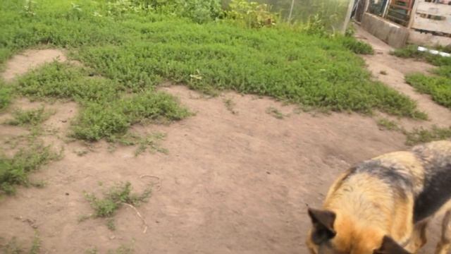 Хорошая новость! Скоро! Берта и Барон собираются в путешествие по Горному Алтаю! смотреть онлайн