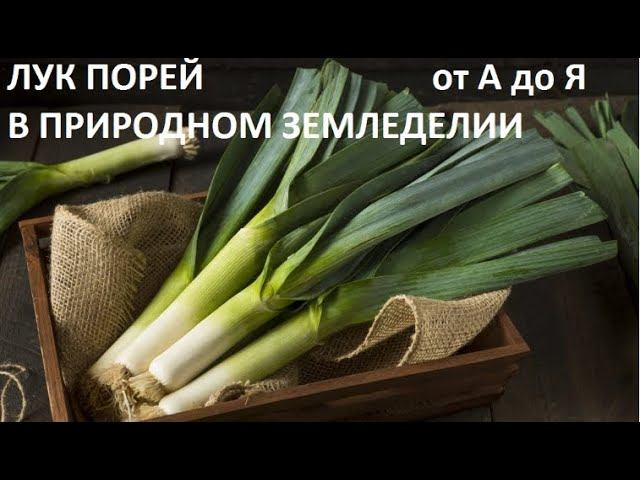 Лук порей от А до Я в природном земледелии. смотреть онлайн