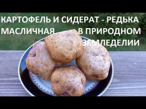 Картофельник и сидераты в природном земледелии.