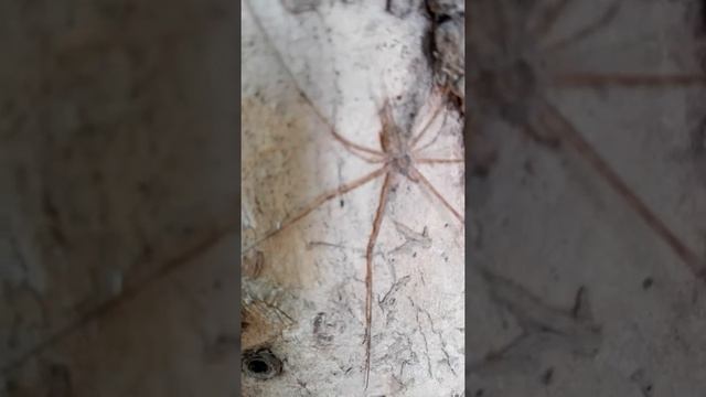 Hersilia Spider смотреть онлайн
