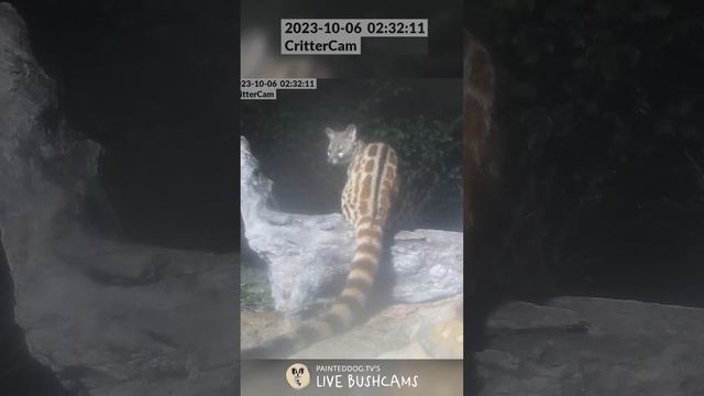 LIVE BushCam Highlight - Genet Looking, Sitting and on the Move смотреть онлайн