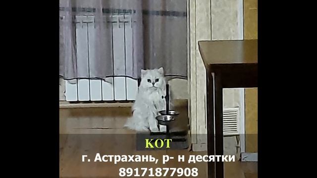 Пропал кот! АЛЕКС. Астрахань, р- н десятки смотреть онлайн