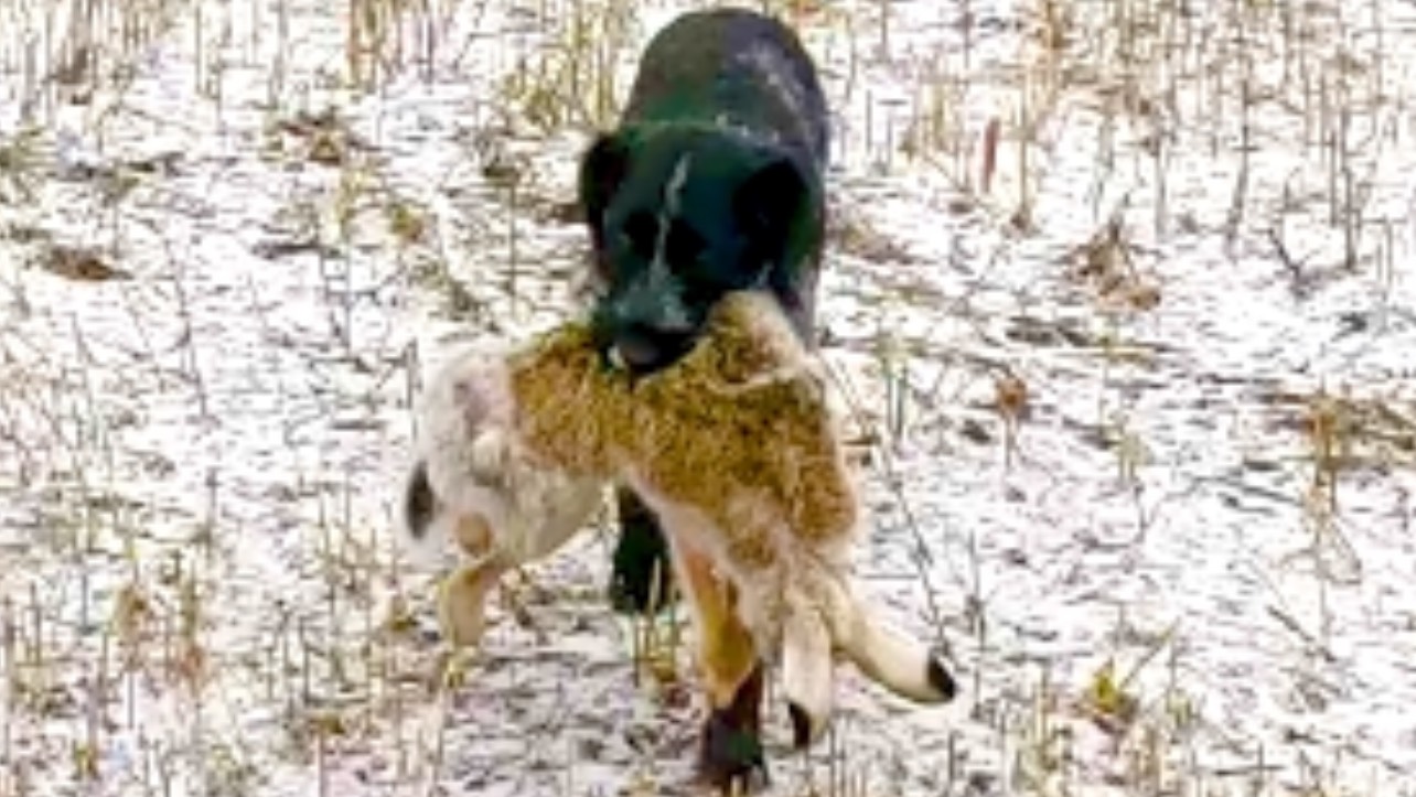 Охота на зайца с дратхааром Солой / Hare hunting with German Wirehaired Pointer Sola смотреть онлайн
