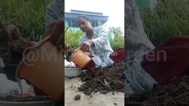 টোগর গাছের চারা তৈরি | Stem Cutting At Home | Mira's Garden | смотреть онлайн