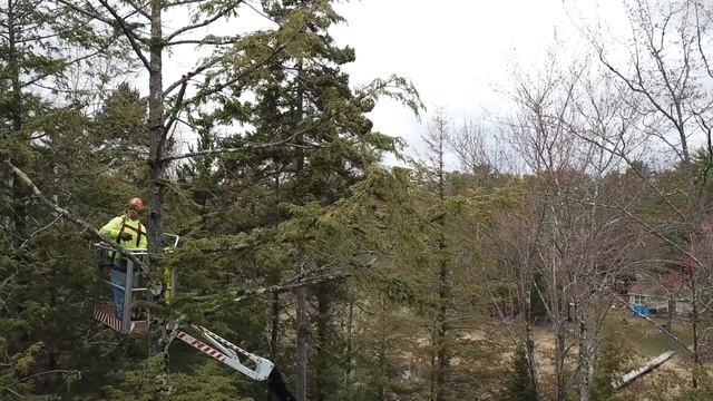 DINO RXT Series - Serving The Tree Care Industry смотреть онлайн