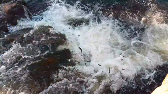 UÇAN BALIKLAR- Flying Fish-летучая рыба-fliegender Fisch-poisson volant-飛ぶ魚-تحلق الأسماك-ιπτάμενο смотреть онлайн