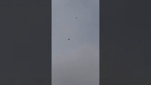 Серпастые голуби , Ростовская область