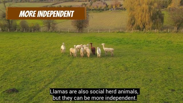 Alpacas vs. Llamas: How to Distinguish Them??? смотреть онлайн