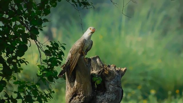 Common Cuckoo पपीहा смотреть онлайн