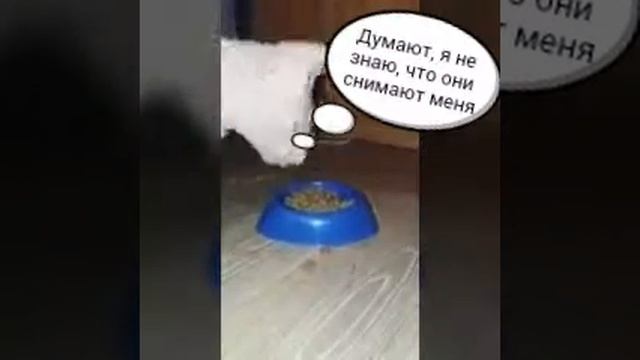 Кота достали|Мысли кота смотреть онлайн