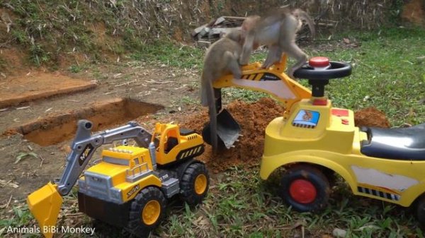 Baby monkey Bon Bon, Animals Home Bibi Monkey vs Truck, Must Watch New Funniest Monkey Pick grape