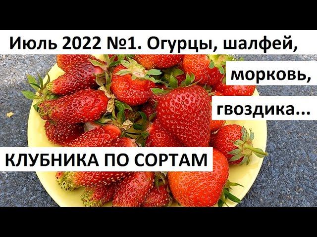 Июль 2022 №1. Клубника по сортам. Уход за огородом и сбор урожая в июле. смотреть онлайн