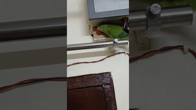 ##myparrots #mitthu #parrotslover #cute #parrottalking смотреть онлайн