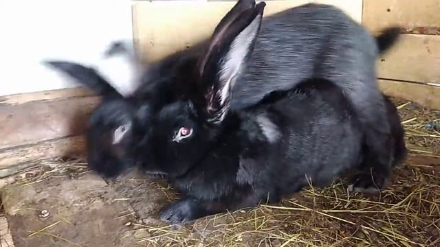 Случка кроликов смотреть онлайн