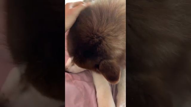 Застенчивая девочка Леся. #shorts #dog #short смотреть онлайн