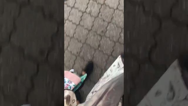 Перепела Витаса смотреть онлайн