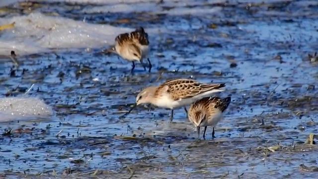 Little stints (Calidris minuta) Småsnäppor смотреть онлайн