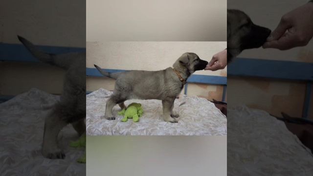 Щенки нашего разведения.🥰 смотреть онлайн