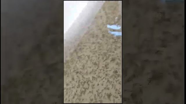 Астрахань мальковник работа