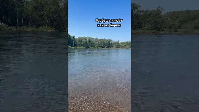 Тур на горбушу с 15 июля по 15 августа без улова не останется никто ! Salmonarea.ru смотреть онлайн