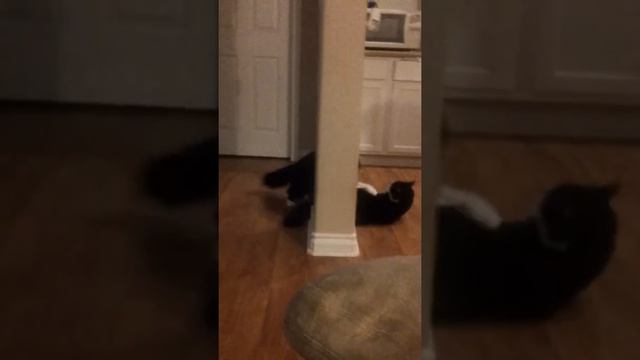 Circa And Osiris Play Fighting