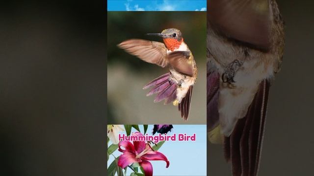 Fastest Heartbeat | Slowest Heartbeat | Hindi | Blue Whale | Hummingbird | Unnamed FactChannel смотреть онлайн