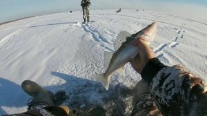 УДАЧНАЯ РЫБАЛКА НА СУДАКА! Эта БЛЕСНА ПОРАДЫВАЛА МЕНЯ...