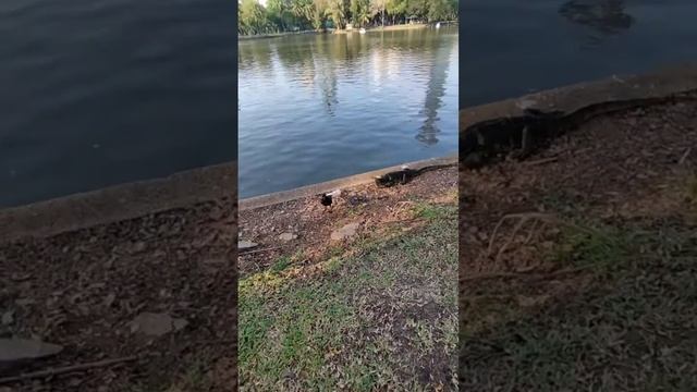 ОГРОМНЫЕ ВАРАНЫ В ЦЕНТРЕ БАНГКОКА / HUGE VARANAS IN THE CENTER OF BANGKOK смотреть онлайн