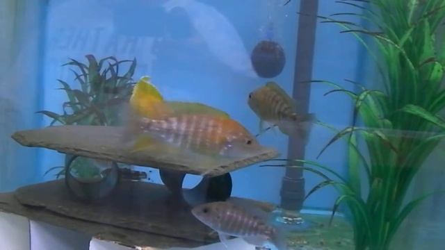 Aulonocara baenschi Benga @ tonysafriancichlids.co.uk смотреть онлайн