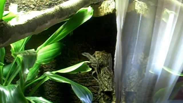 anolis sagrei apareamiento. смотреть онлайн