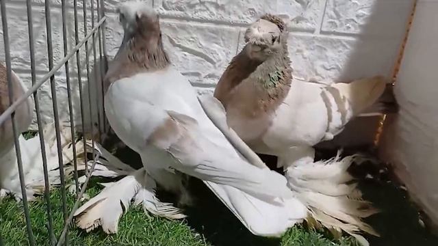 Профессионалы перешли на новый уровень! Двухчубые голуби. Tauben. Pigeons. Palomas. Pombos. 비둘기.