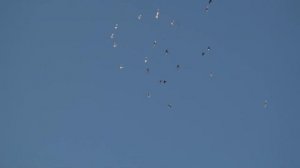 Ижевские голуби