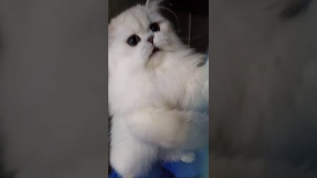 Пластика кошки в игре. Расслабьтесь и думайте о хорошем. смотреть онлайн