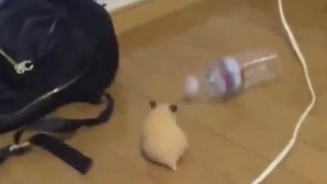 танцы хомяка смотреть онлайн