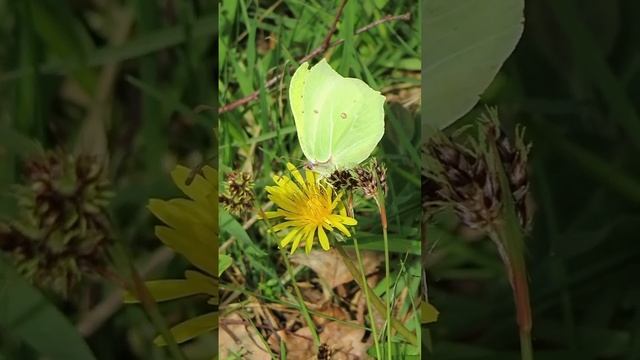 Who else loves to see a Brimstone? #butterfly #butterflies #nature #naturevideos смотреть онлайн