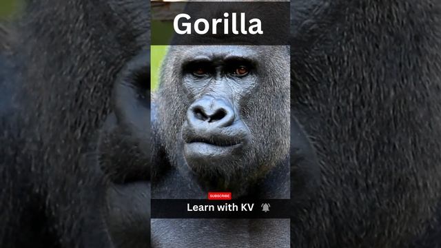 5 Most Angry wild Animals #wild #animals #shorts смотреть онлайн