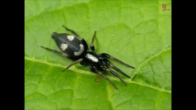 Kishidaia albimaculata - Araña sonrisa смотреть онлайн