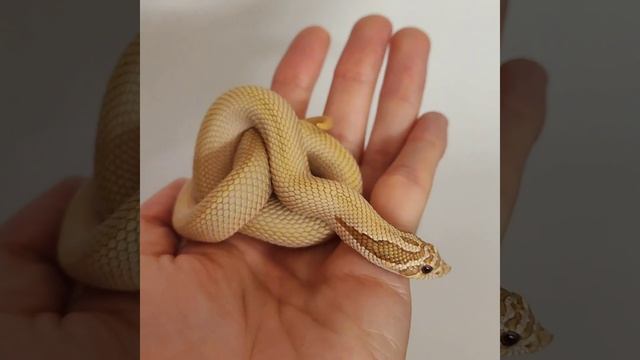 Arctic Toffee Superconda Hognose Snake Heterodon nasicus Morph NBK Breeder #shorts #short #reels смотреть онлайн