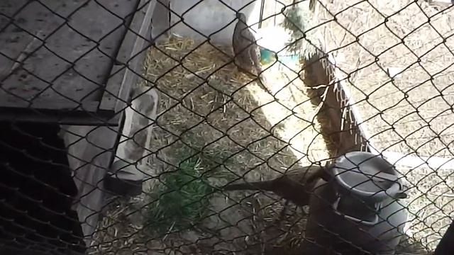 Делаю мешанку для фазанов! смотреть онлайн