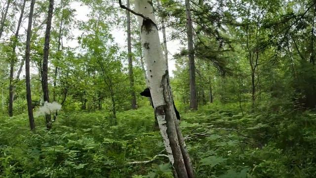 Тяжеловата сегодня медведица. смотреть онлайн