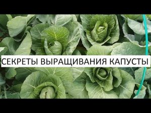 Секреты выращивания капусты.