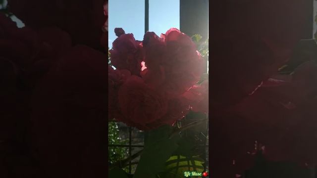 Щасливих вихідних вам, друзі! 🤗Настрій вихідного дня на дачі смотреть онлайн