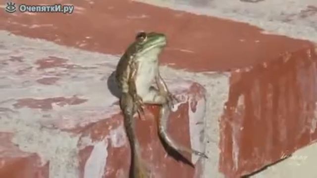 лягушка смотреть онлайн
