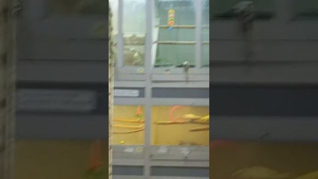 Магазин попугайчиков... смотреть онлайн